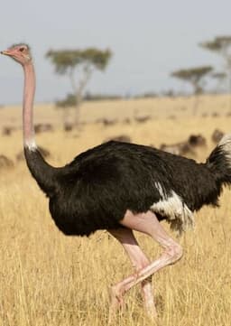 Ostrich