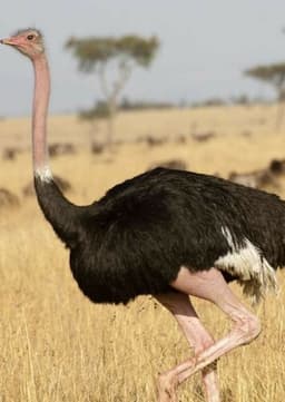 Ostrich
