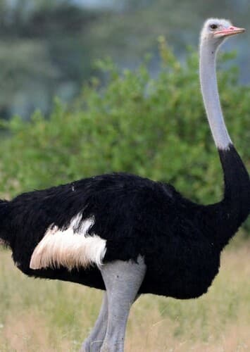 Ostrich