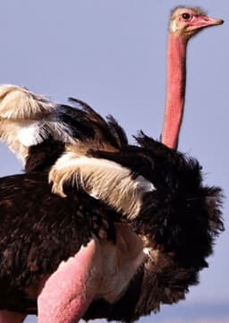 Ostrich