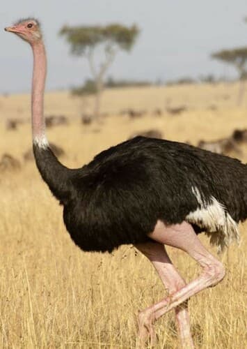 Ostrich