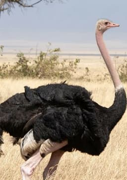 Ostrich