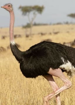 Ostrich