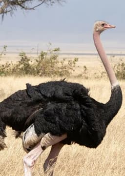 Ostrich