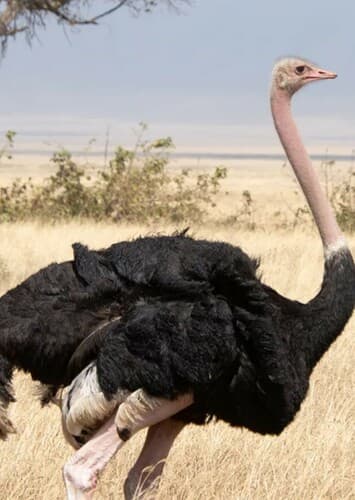 Ostrich