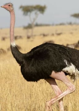Ostrich