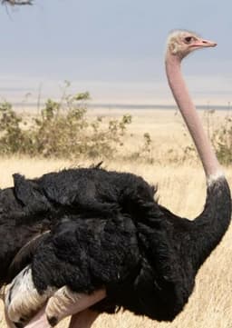 Ostrich