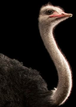 Ostrich