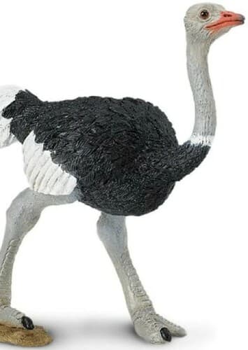 Ostrich