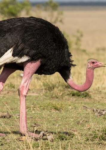 Ostrich