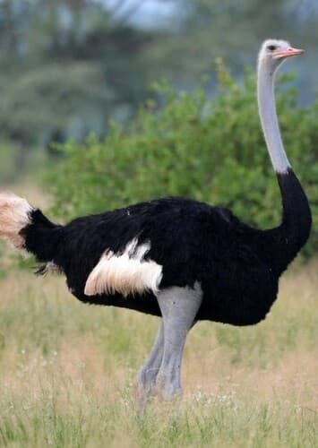 Ostrich