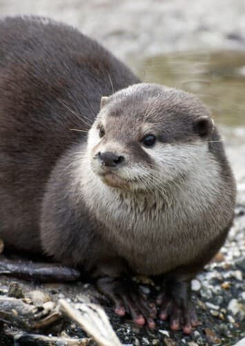 Otter