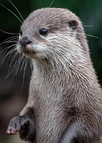 Otter
