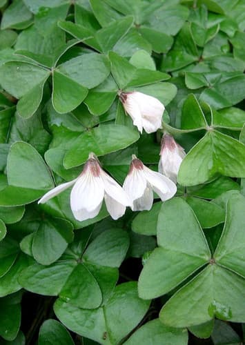 Oxalis (Generic)