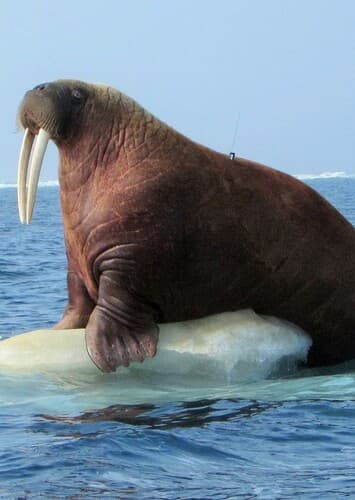 Pacific Walrus