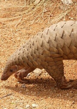Pangolin