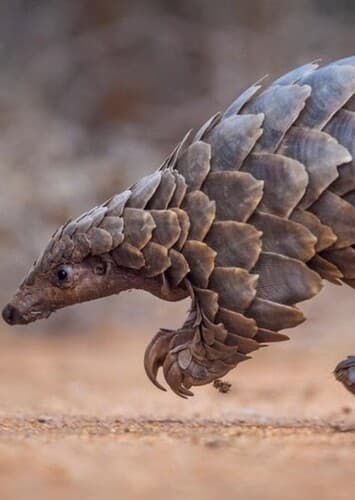 Pangolin