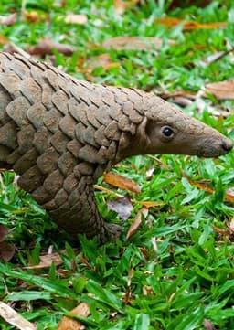 Pangolin