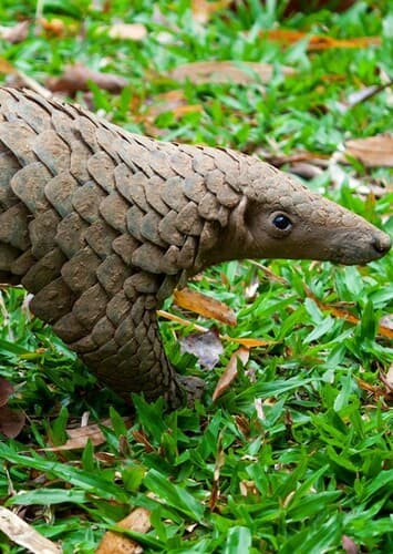 Pangolin