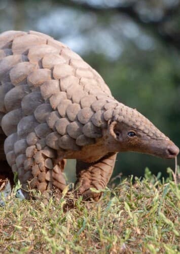 Pangolin