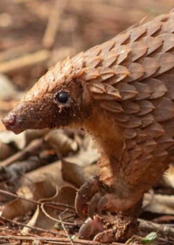 Pangolin