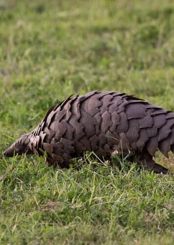 Pangolin