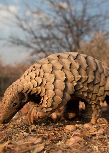 Pangolin