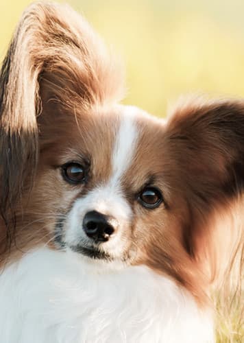 Papillon Dog
