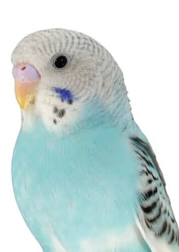 Parakeet
