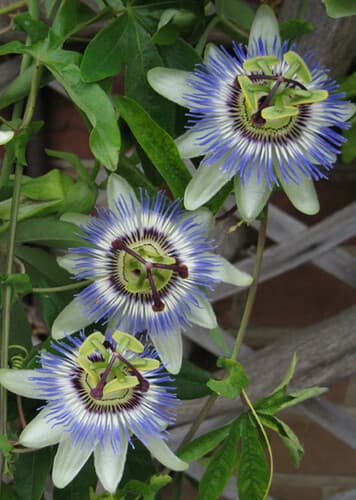Passiflora