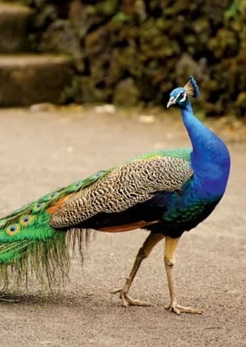 Peacock