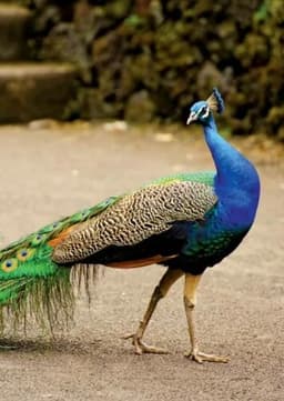 Peacock