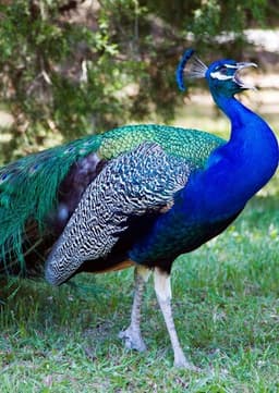 Peacock