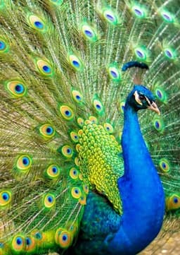 Peacock