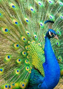Peacock