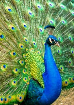 Peacock
