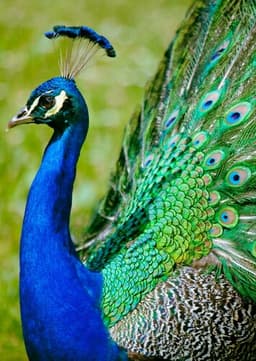 Peacock