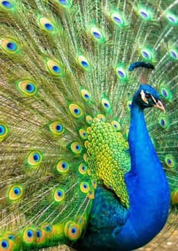 Peacock