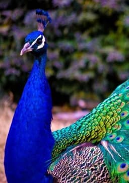 Peacock