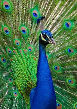 Peacock