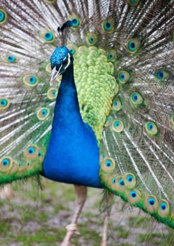 Peacock