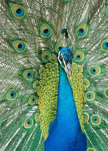 Peafowl