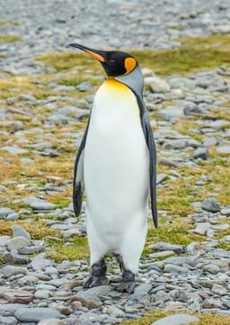Penguin