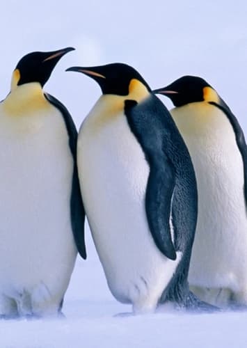 Penguin