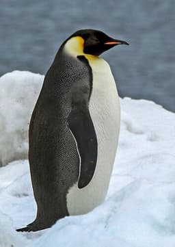 Penguin