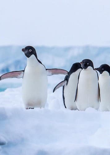 Penguins