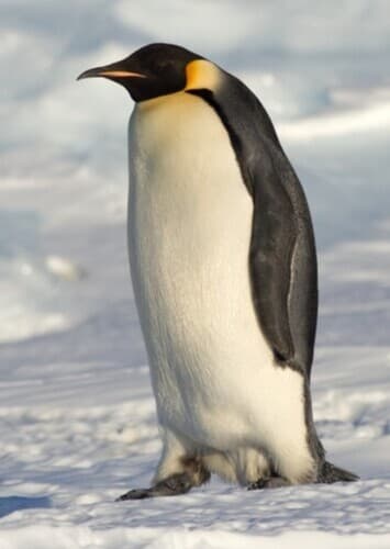 Penguins and other waterfowls