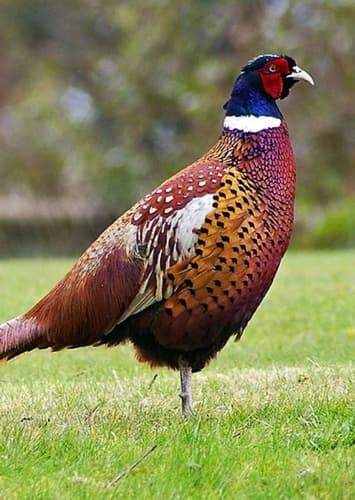 Pheasant
