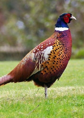 Pheasant