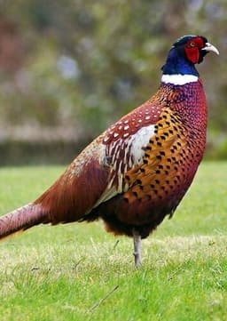 Pheasant